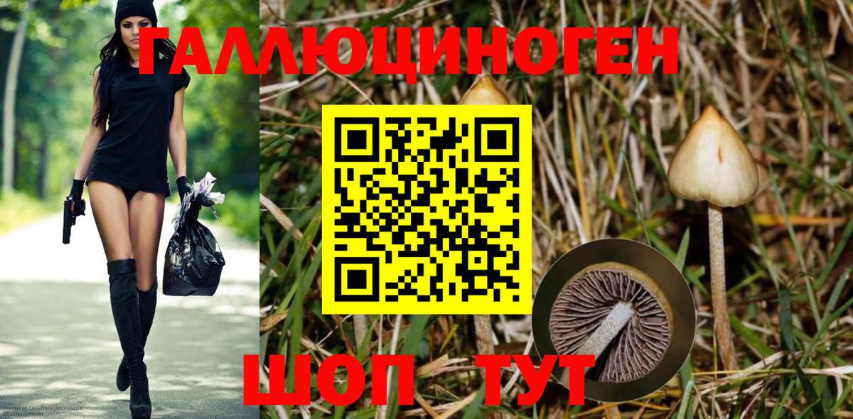 Псилоцибиновые грибы Psilocybe Сосновый Бор