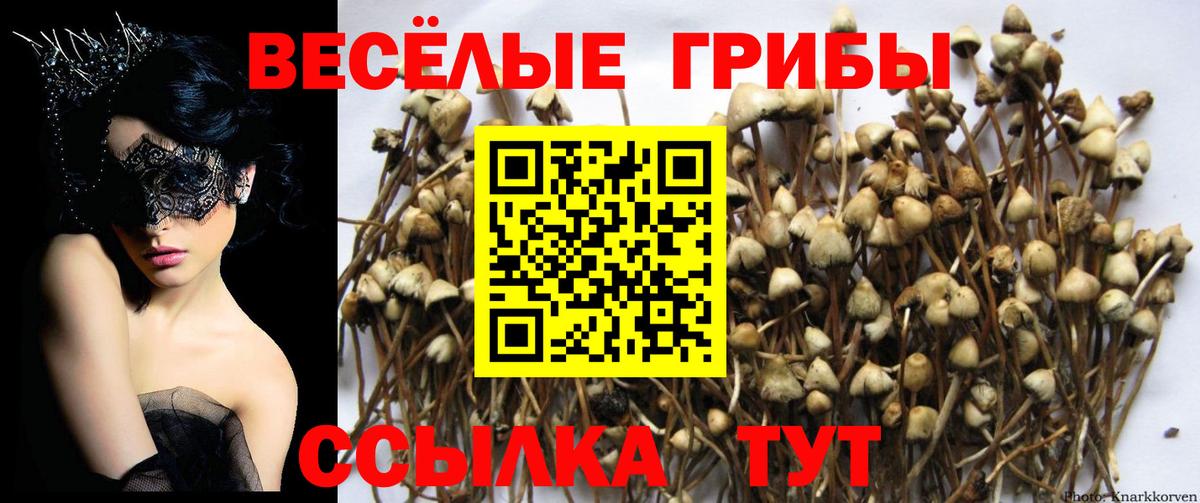 Сосновый Бор  Галлюциногенные грибы мухоморы  Вход с VPN 
